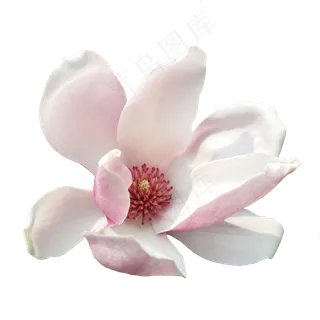 高清真实粉色的玉兰花 高清真实粉色的玉兰花