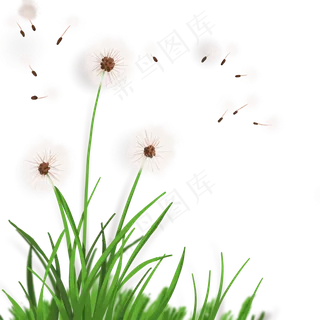 绿色春天蒲公英装饰,免抠元素
