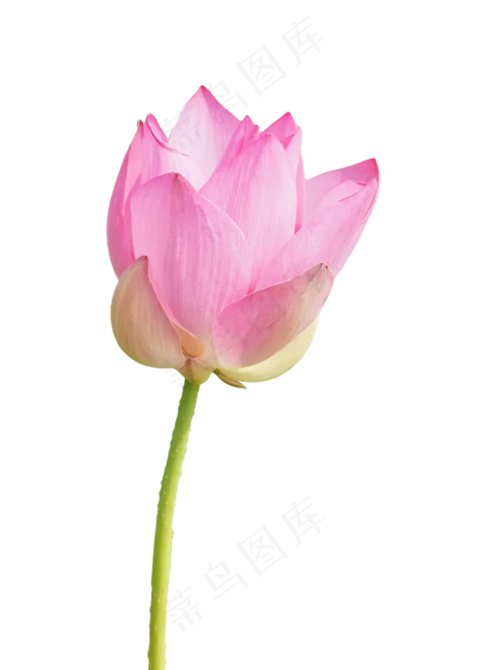 一株美丽荷花(2000*2775px 300 dpi )