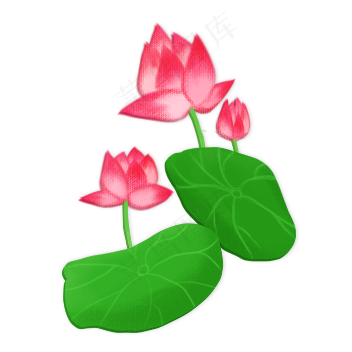 春夏荷花png素材