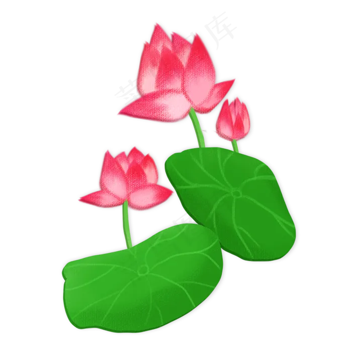 春夏荷花png素材(2000X2000(DPI:300))psd模版下载