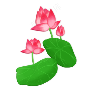 春夏荷花png素材