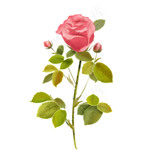植物花朵玫瑰