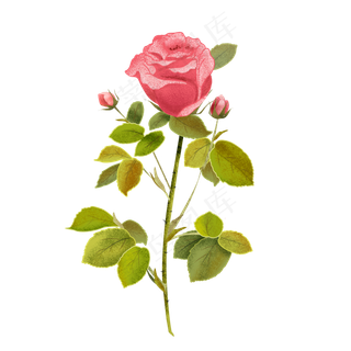 植物花朵玫瑰