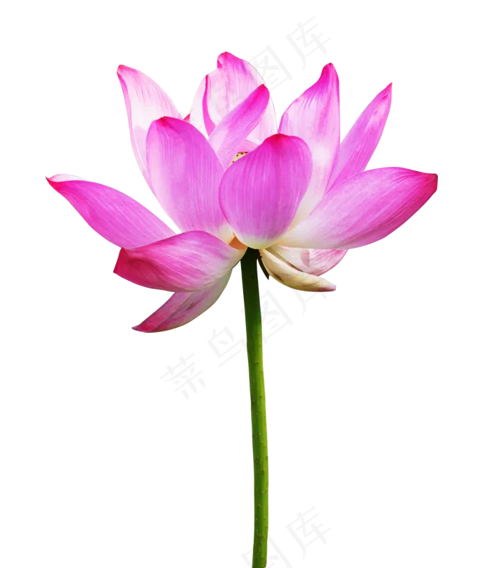 粉色美丽荷花(2000X2000(DPI:300))