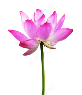 粉色美丽荷花