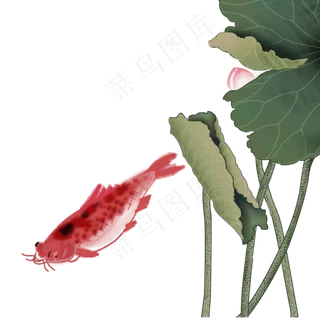 古风荷塘鲤鱼莲花