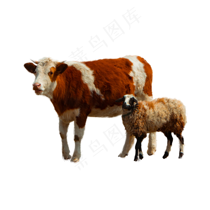 山羊和牛,免抠元素