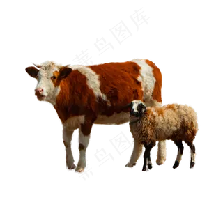 山羊和牛,免抠元素