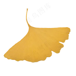 唯美黄色银杏叶