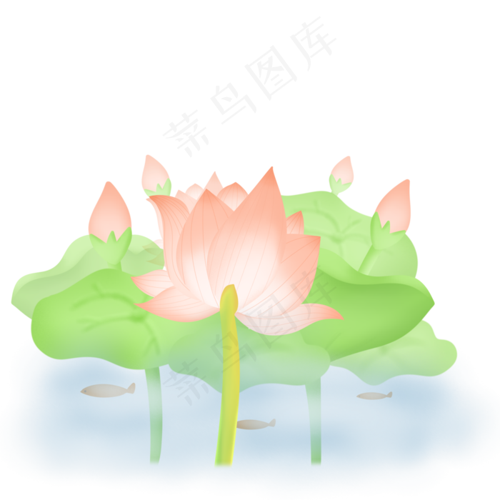 夏季在水中绽放的荷花(3000X3000(DPI:300))psd模版下载