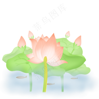 夏季在水中绽放的荷花