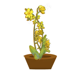 春节迎春花植物盆栽,免抠元素