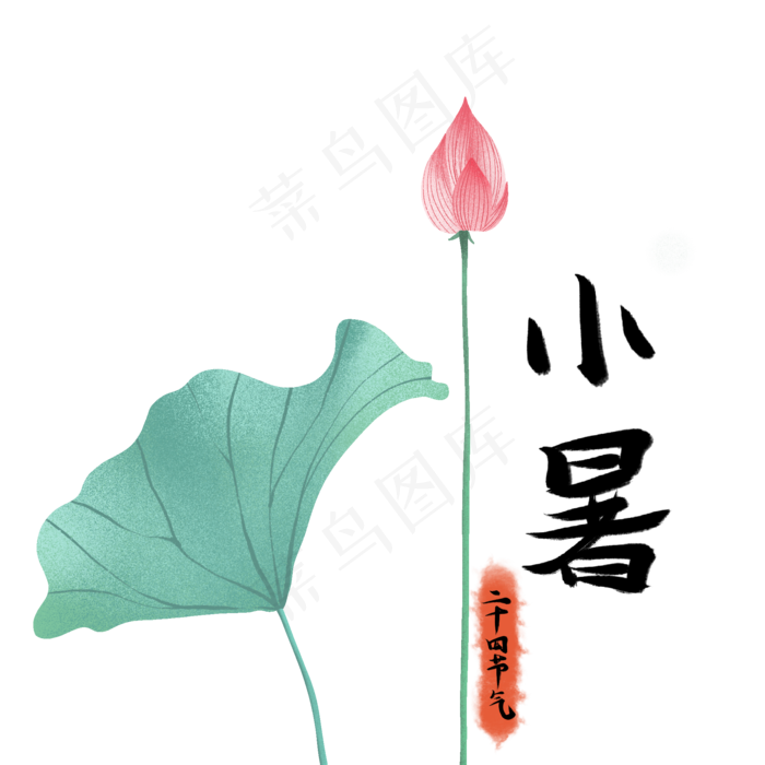 夏天小暑节气荷花