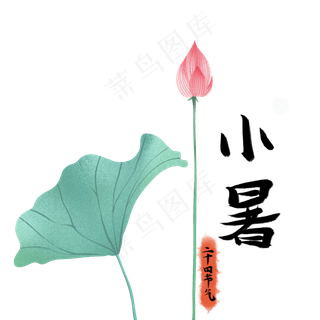 夏天小暑节气荷花