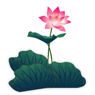 荷花红黄色荷花荷叶