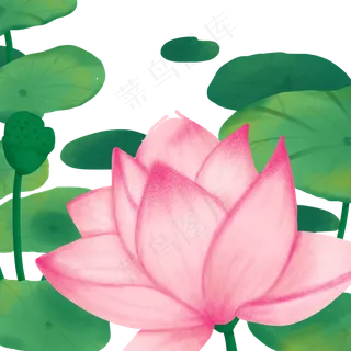 盛开的荷花漂亮极了