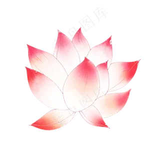 睡莲莲花荷花彩绘荷花