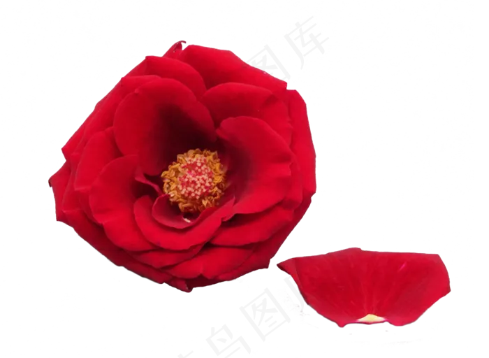 玫瑰花红色花瓣(2732*2000px 300 dpi )