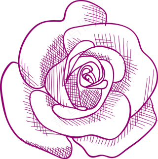 矢量玫瑰花手绘婚礼