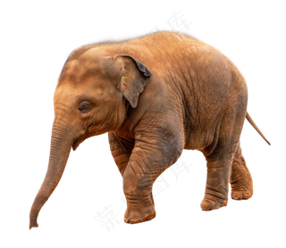 动物亚洲象大象,免抠元素