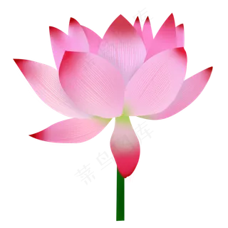粉色荷花手绘图片 粉色荷花手绘图片