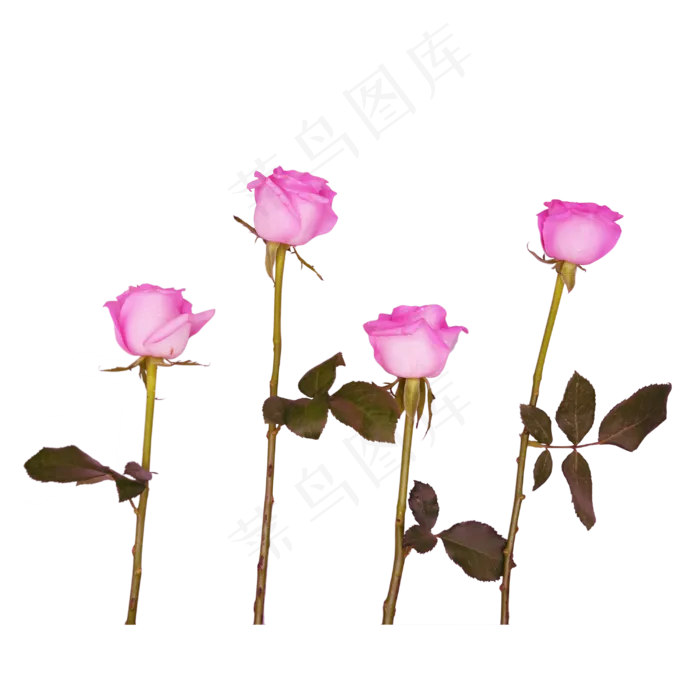 粉色花束月季花(2000X2000(DPI:300))