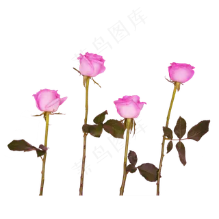 粉色花束月季花