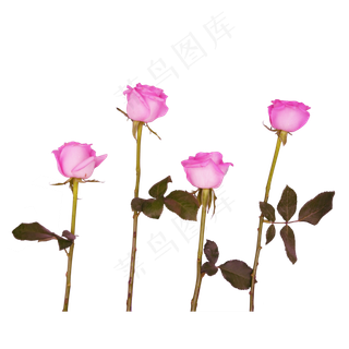 粉色花束月季花