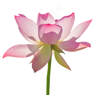 盛开的粉色荷花