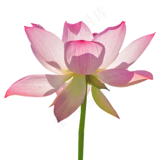 盛开的粉色荷花