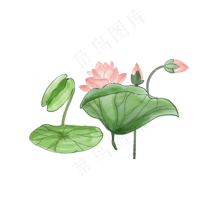荷花荷叶春季植物组合(2048X2048(DPI:300))psd模版下载