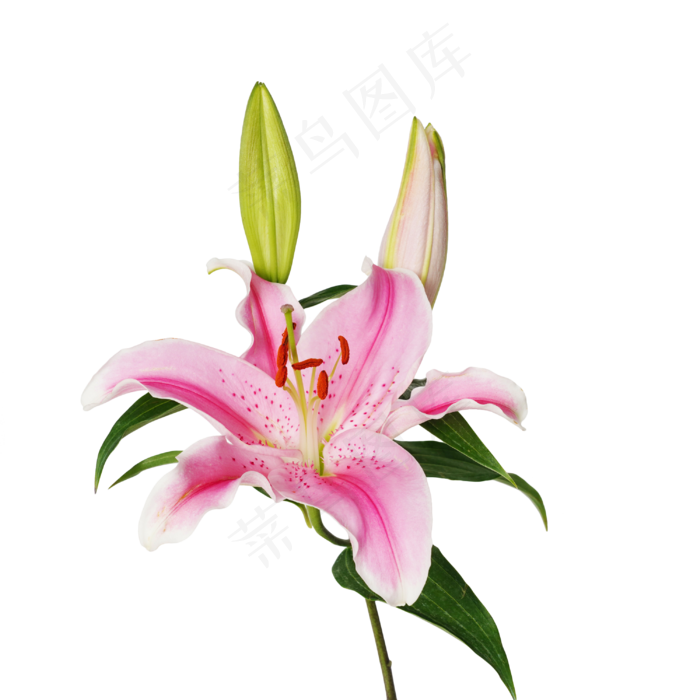 粉色百合花花束,免抠元素