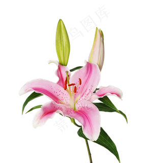 粉色百合花花束,免抠元素