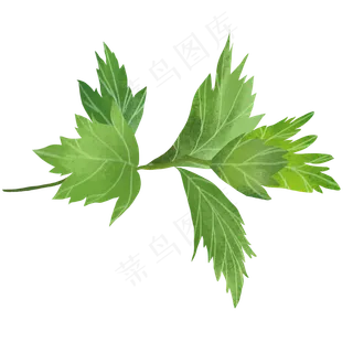 绿色小清新艾草艾叶,免抠元素