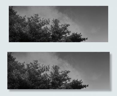 梦幻朦胧雾气森林平面广告