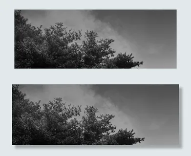 梦幻朦胧雾气森林平面广告