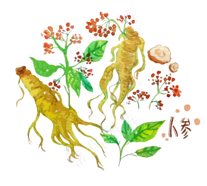 中药中医药材人参,免抠元素(1082*972px 300 dpi )psd模版下载