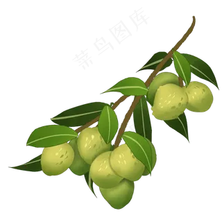 一束荔枝插图装饰