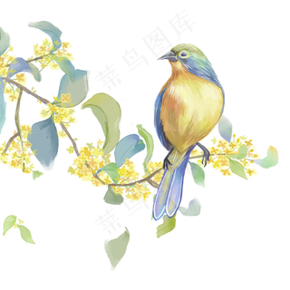 水彩花鸟十二月花信之八月桂花,免抠元素