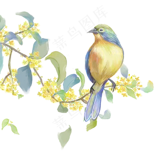 水彩花鸟十二月花信之八月桂花,免抠元素