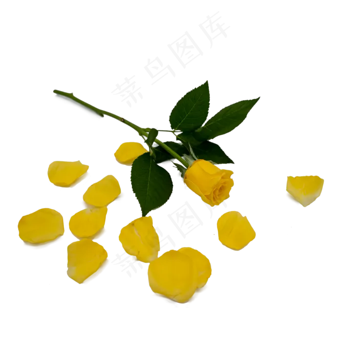 黄色的玫瑰花(2000*2000px 300 dpi )