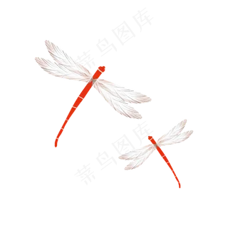 夏季的红色蜻蜓