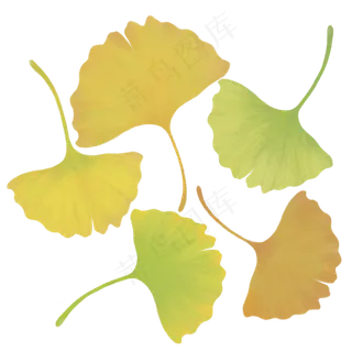 银杏叶子手绘自然树叶落叶,免抠元素