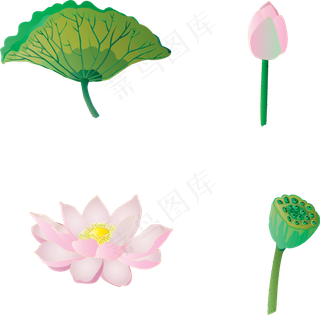 植物元素荷花荷叶莲蓬可商用元素