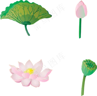 植物元素荷花荷叶莲蓬可商用元素