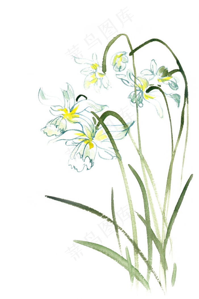 盛开的水仙花水彩画PNG免抠素材(4724X7087(DPI:300))psd模版下载