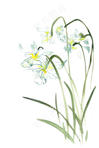 盛开的水仙花水彩画PNG免抠素材