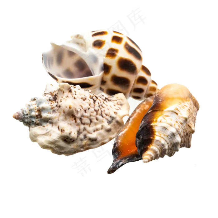 海洋生物海螺生蚝,免抠元素(2000*2000px 300 dpi )ai矢量模版下载