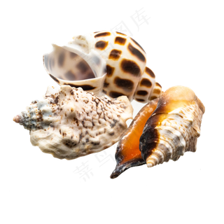 海洋生物海螺生蚝,免抠元素